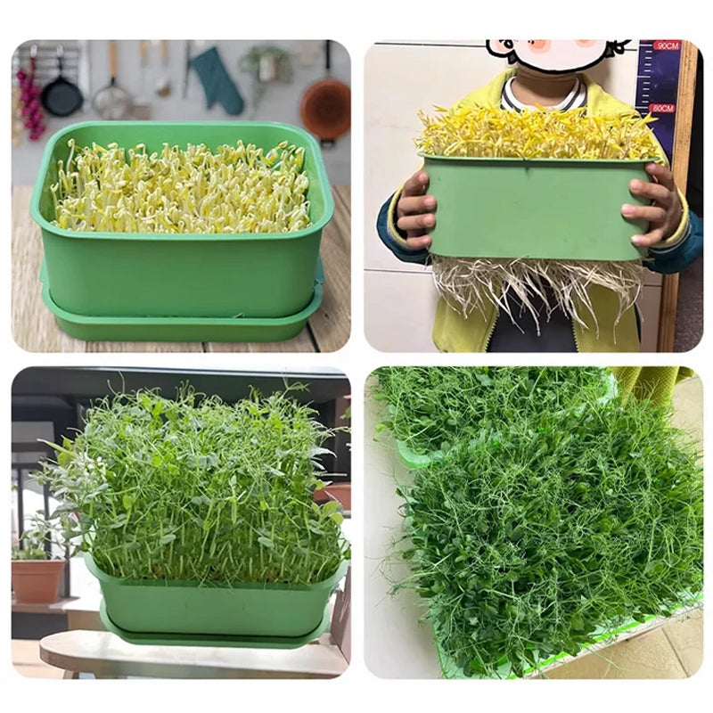 📢📢Buy 2 Get 1 Free !! ⏰Stackable Bean Sprout Growing Box - Multi-layer Design, Perfect for Home Cultivation, Healthy Green Living!