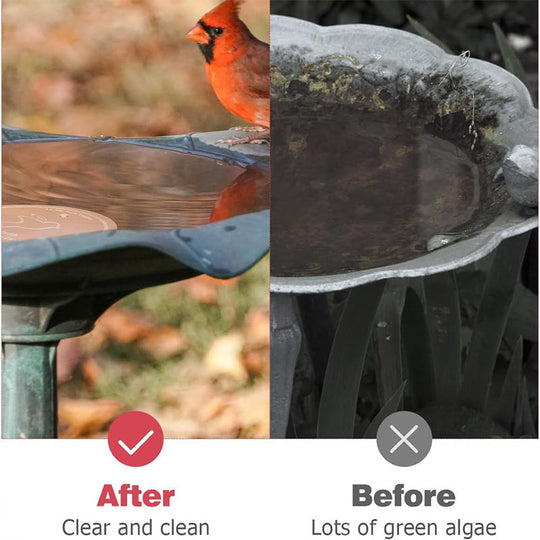 📢📢30% OFF !! ⏰Natural Algae Inhibitor for Bird Baths & Fountains