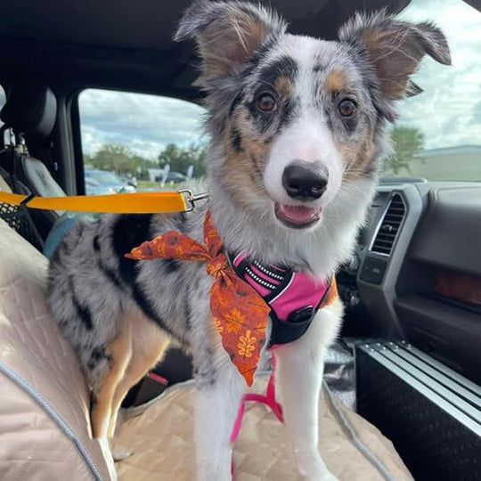 🏆 Last Day Special Price £9.99 ! 🔥Buy more save more🎁2-in-1 Dog Car Seat Belt & Walking Leash